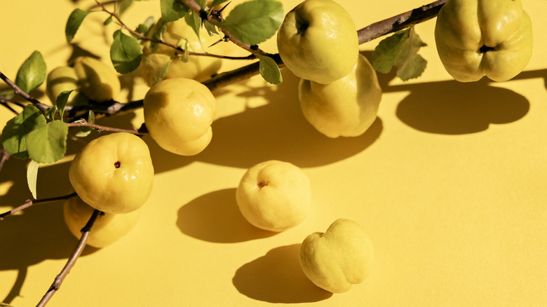 Quince on a branch with yellow background