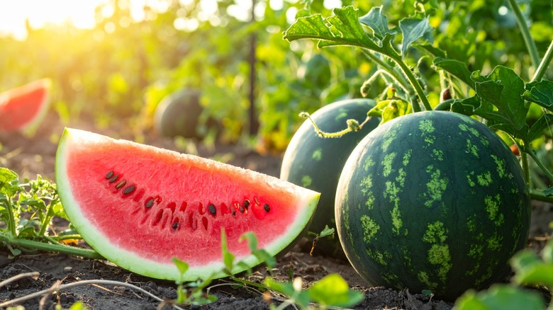 A watermelon slice is shown in front of two whole watermelons in a sunlit orchard