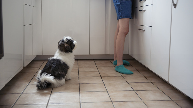 Dog and person in kitchen with cabinet