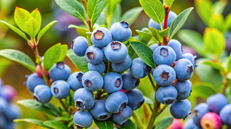 blueberries growing on a bush