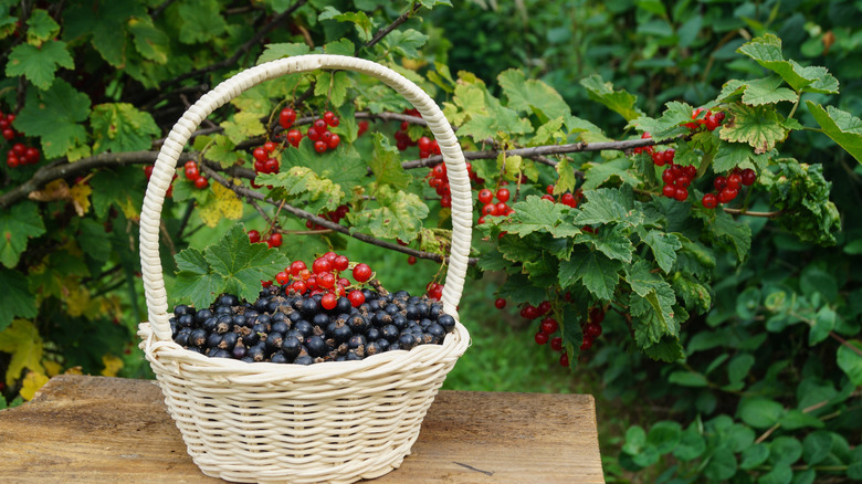 ripe black currants in basket in front of red currants