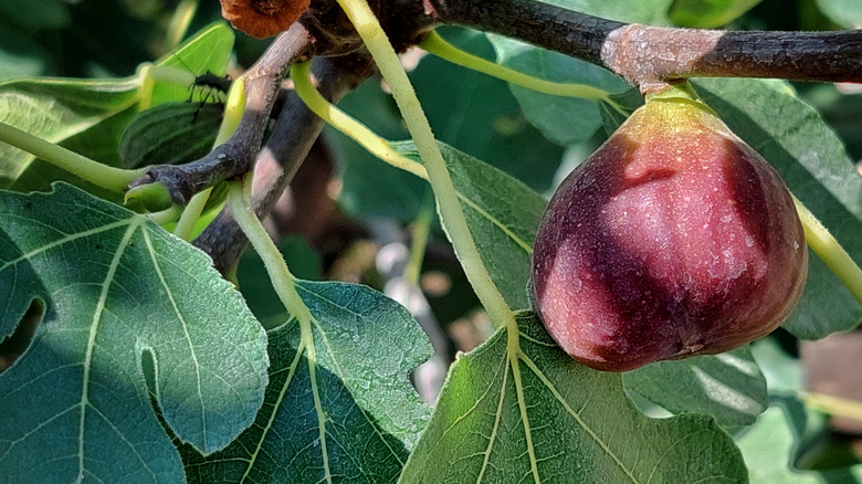 fig growing amidst fig leaves