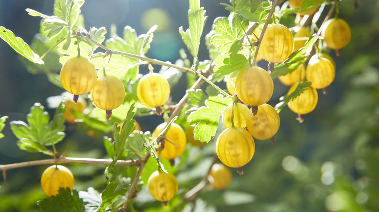 ripe gooseberries hanging on a branch