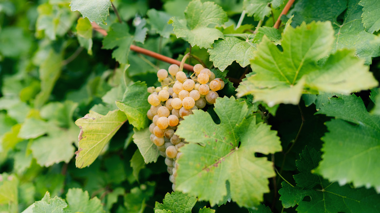 grapes growing on the vine