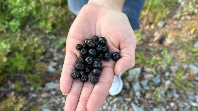 hand holding huckleberries