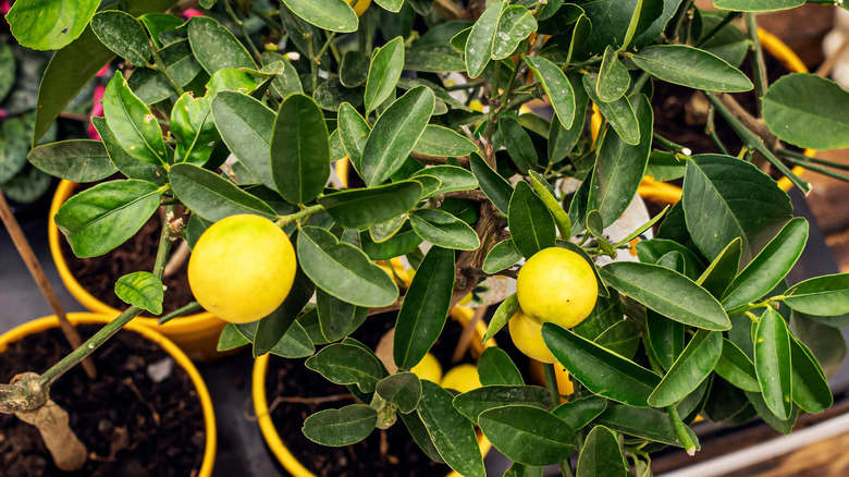 dwarf lemon trees for sale