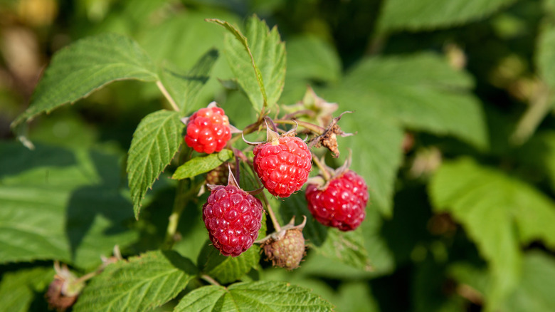 raspberries growing on canes