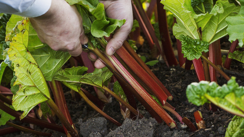 hands pulling on rhubarb from the garden