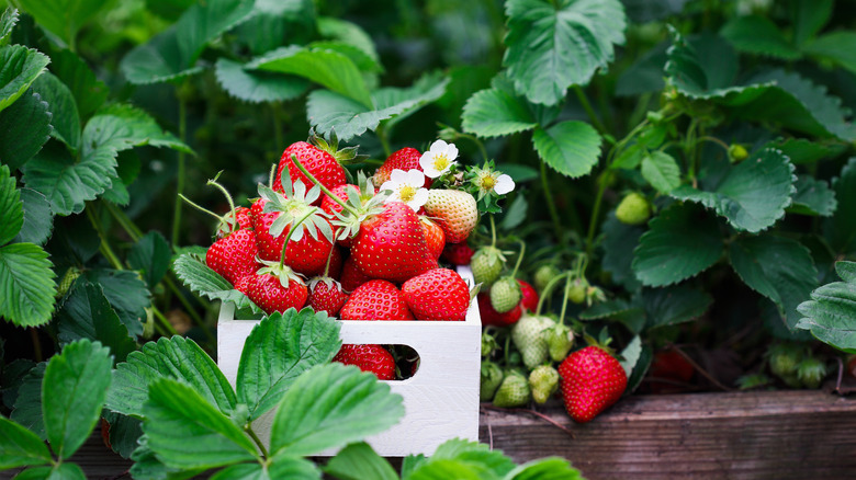 strawberries in white container surrounded by plants in raised bed