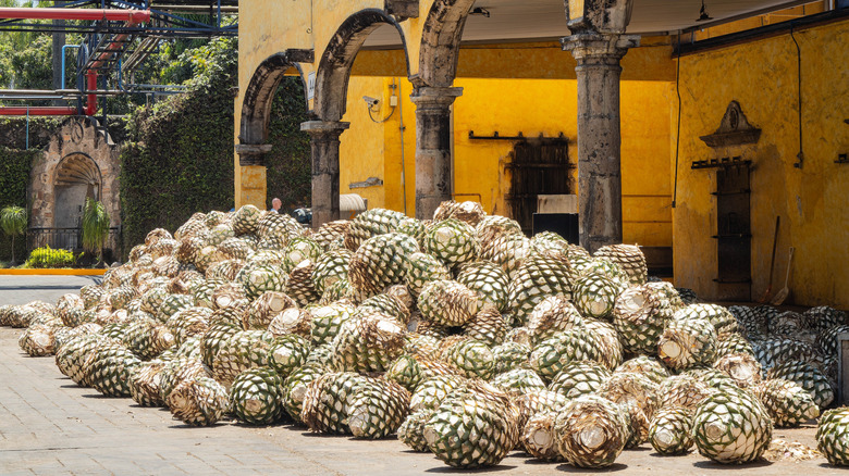 A pile of agave piñas at the Jose Cuervo distillery