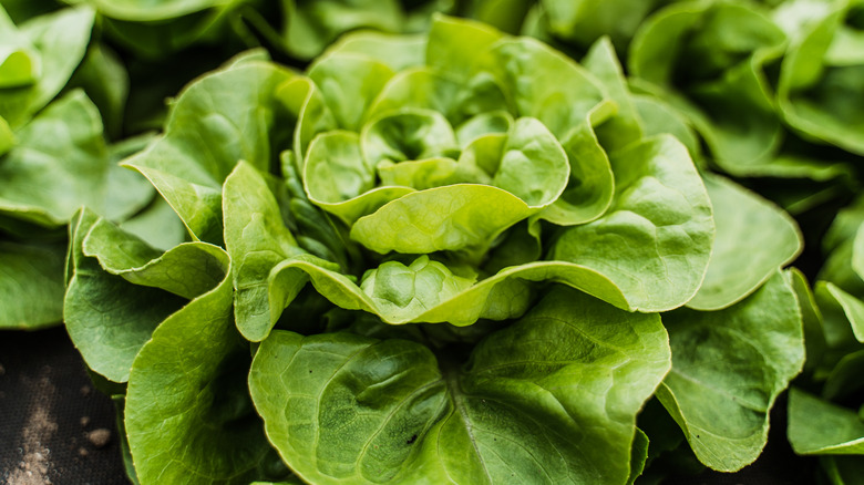 a head of lettuce