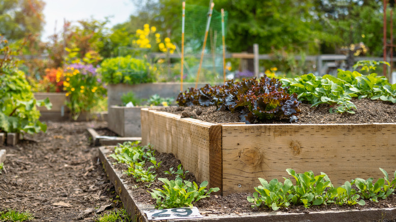 A box in a garden with lettuce growing in it