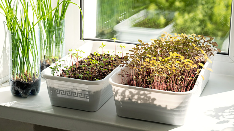 Green onions and micro greens growing on a windowsill
