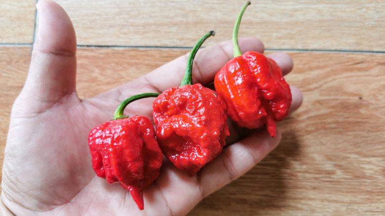 A hand holding three Carolina Reaper chilis
