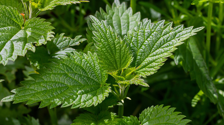 A close up of stinging nettle plants outside