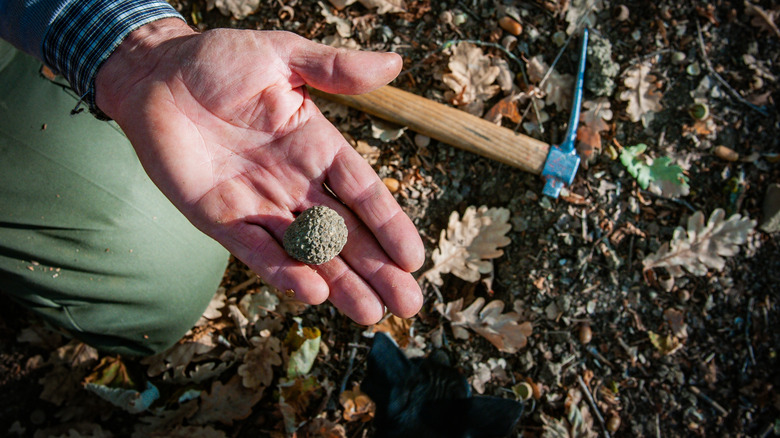 A man's extended hand holding a truffle, with the forest floor and a pickaxe in the background