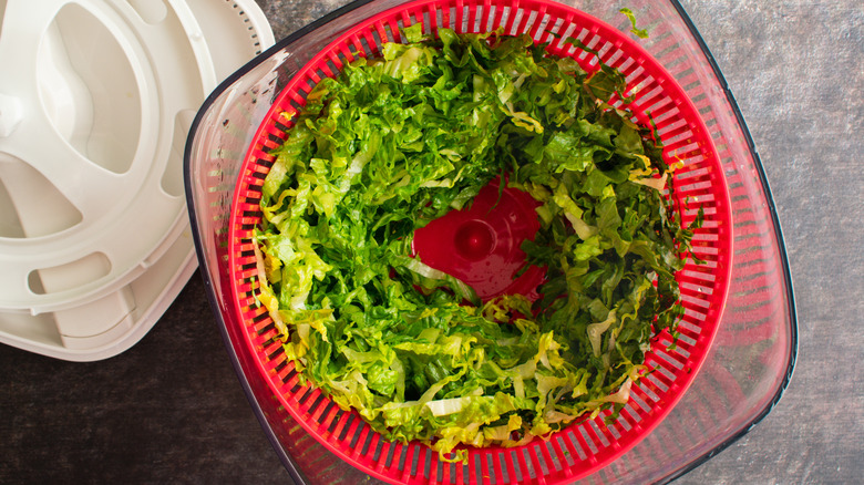 A salad spinner with chopped romaine lettuce