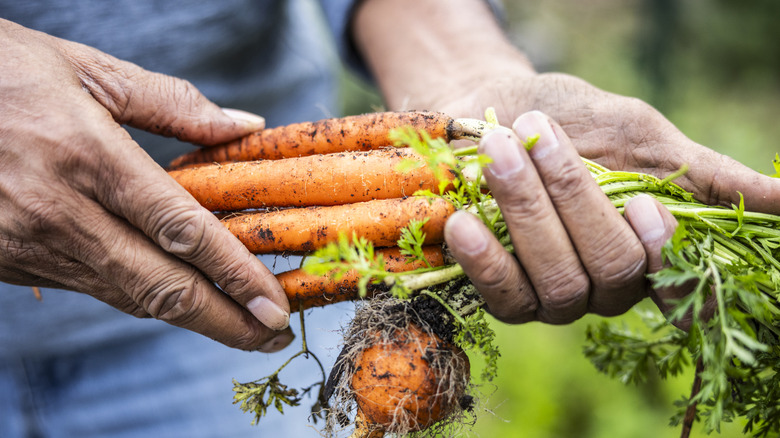 Hands hold a bunch of carrots recently pulled from the ground.