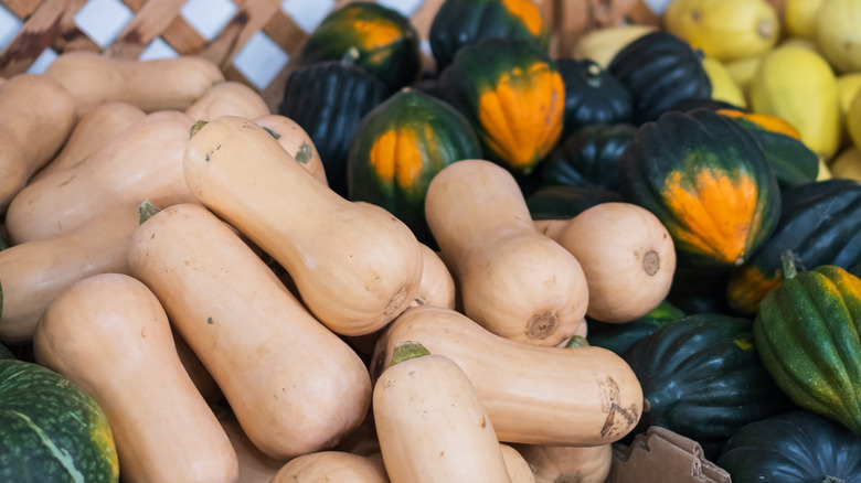 A bountiful array of butternut and acorn squash in front of a wooden lattice.