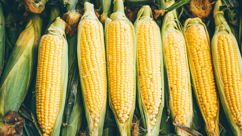 raw corn on the cob in husks