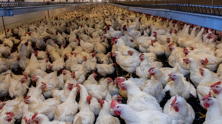 Chicken in a factory poultry farm