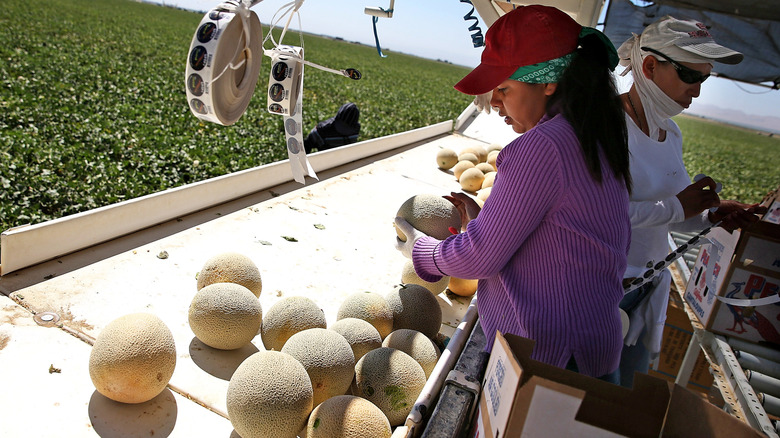 A woman sorts cantaloupe on a farm