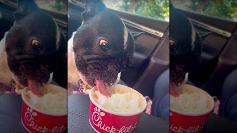 Dog eating a cup of whipped cream at Chick-fil-A