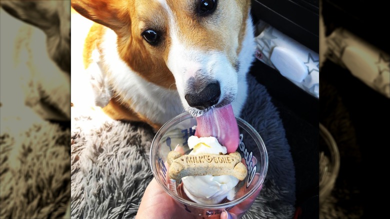 A corgi enjoys his pup cup from Culver's