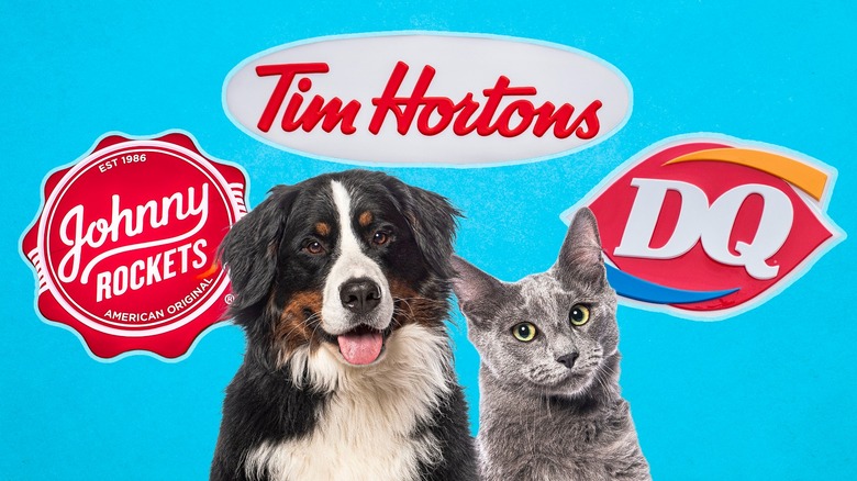 Food chains that are pet-friendly