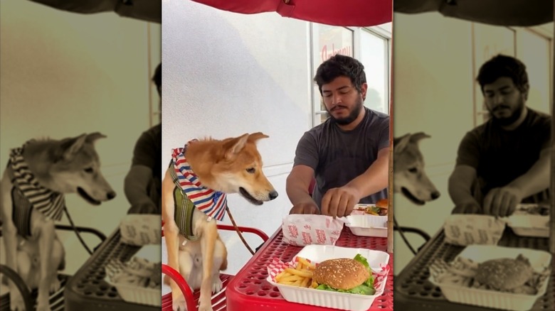 Dog sitting outside Johnny Rockets, enjoying the pup menu