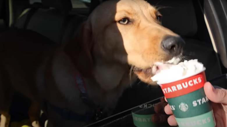 Dog with its nose in a Starbucks Puppuccino