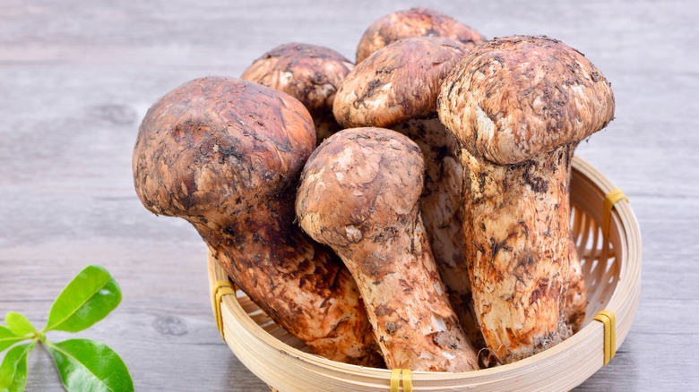 Raw matsutake mushrooms in a wooden basket