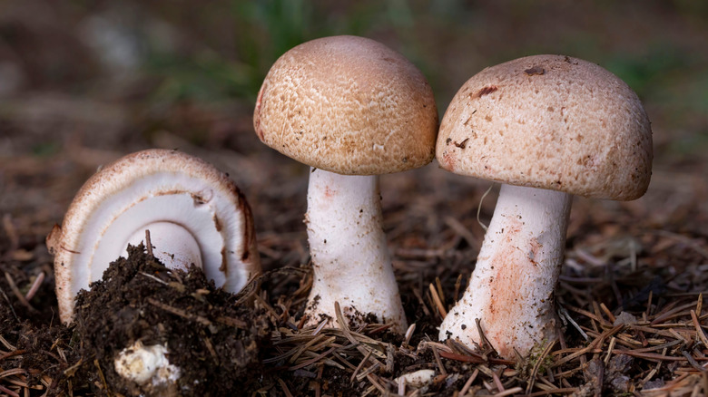 Mushrooms growing in the soil