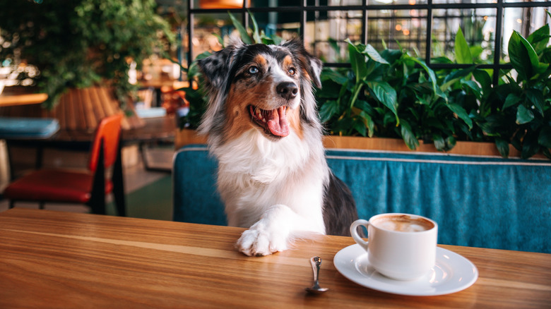 Border collie sitting up at restaurant table