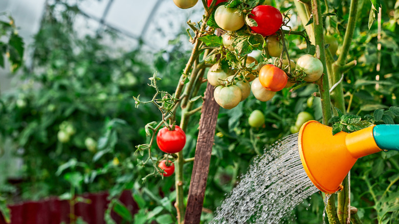 Watering tomato plant in garden