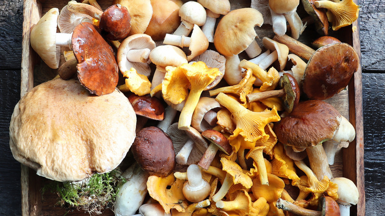 A wooden box filled with fresh, mixed forest mushrooms