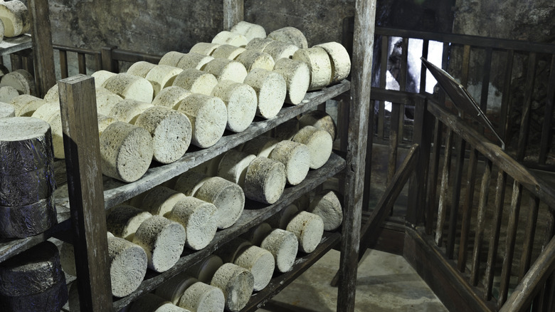 Roquefort cheese wheels aging on wooden boards in a cellar