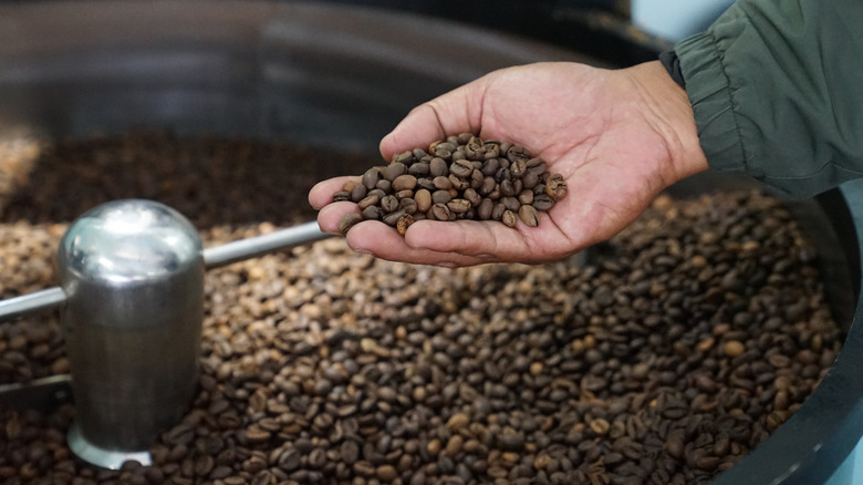 Hand holding fresh roasted Arabica coffee beans