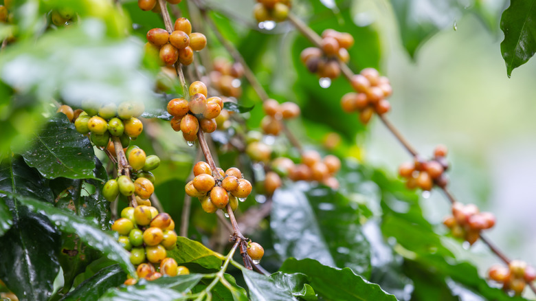 Yellow Bourbon coffee fruit on tree