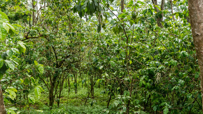Coffee tree forest in Ethiopia