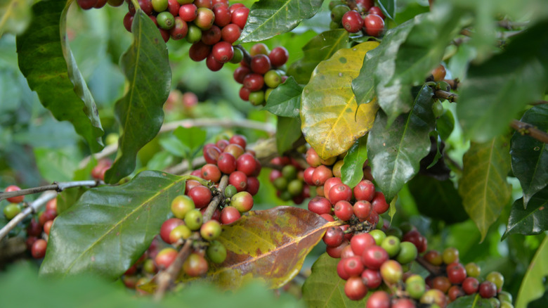 Coffee fruit ready to be picked