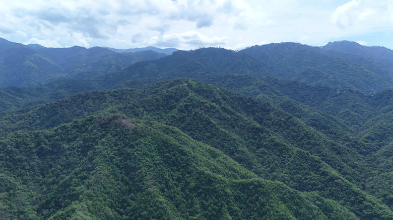 Jamaica's Blue Mountains, where the coffee is grown