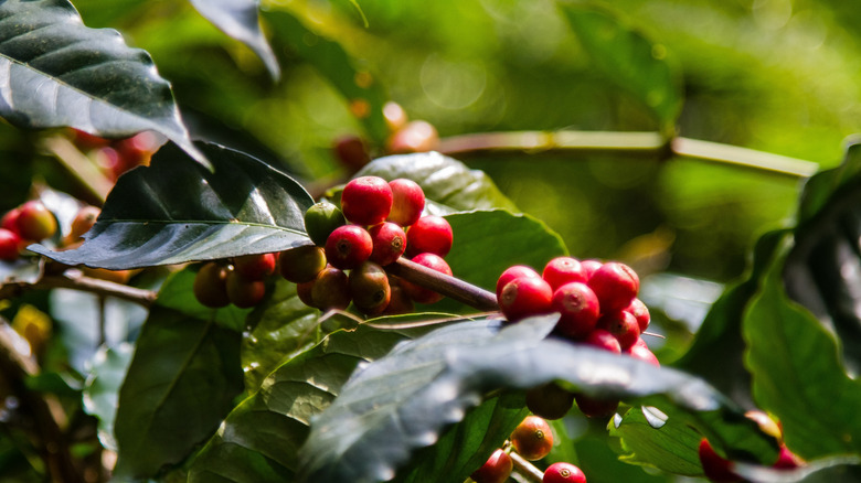 Coffee berries on a tree in West Java
