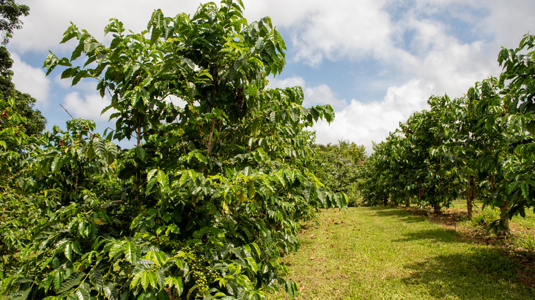 Coffee trees growing in the Kona region of Hawai'i