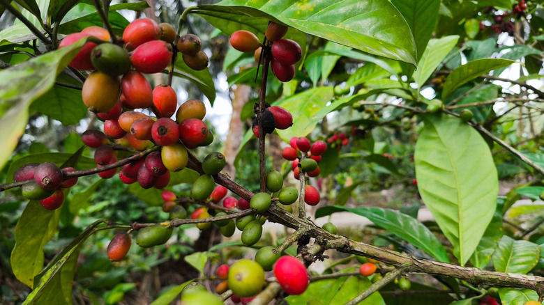 Liberica branch with large cherries
