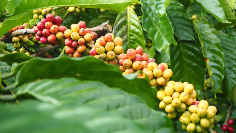 Robusta coffee plant