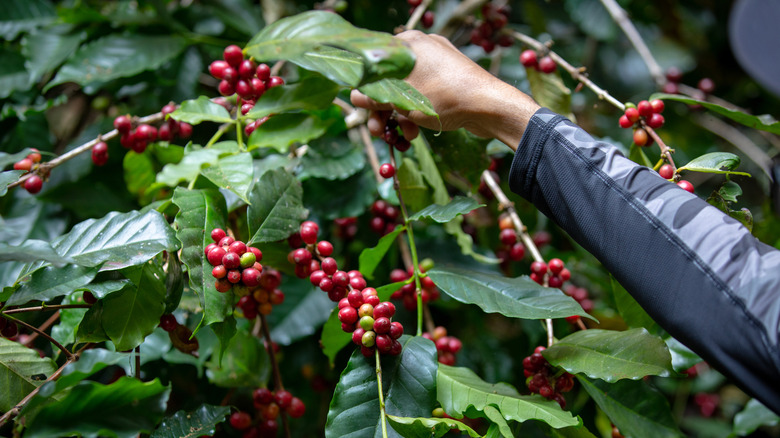 Typica coffee beans on branches with hands reaching in
