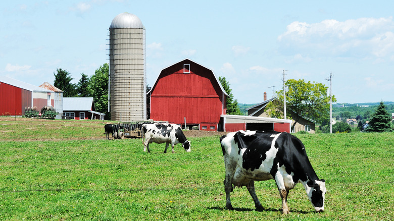 Dairy cattle graze on grass.