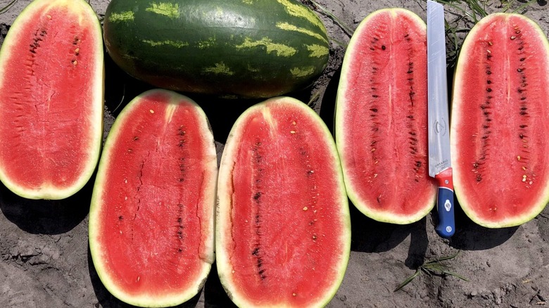 Several allsweet watermelon cut into halves