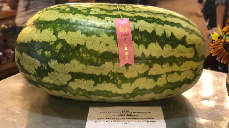 A large Carolina cross watermelon with a prize ribbon